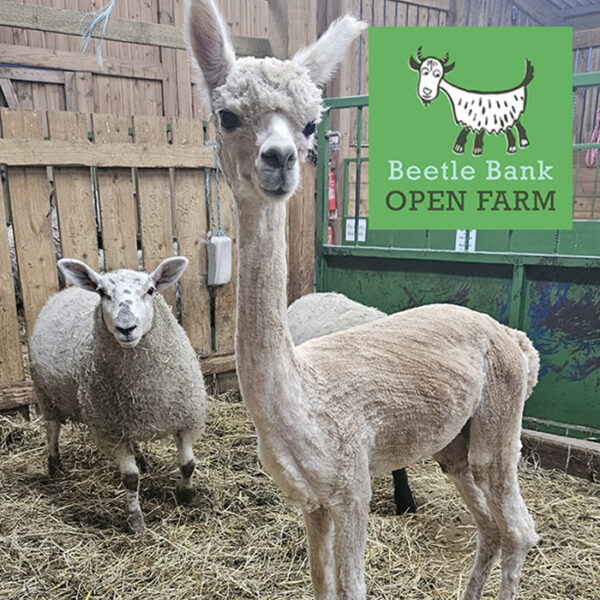 HALF PRICE family ticket to Beetle Bank Open Farm